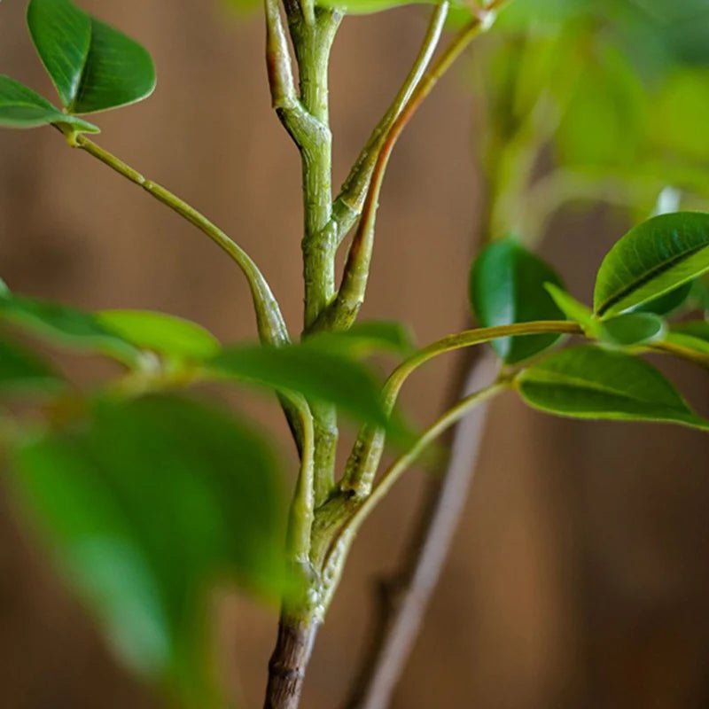 Künstlicher Ficus - Baum: 76 - 140 cm großer Kunststoff - Banyan für Zuhause und Garten - ApolettaApoletta